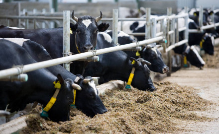 Tubo di acciaio Carpenteria per impieghi strutturali - uso agricolo